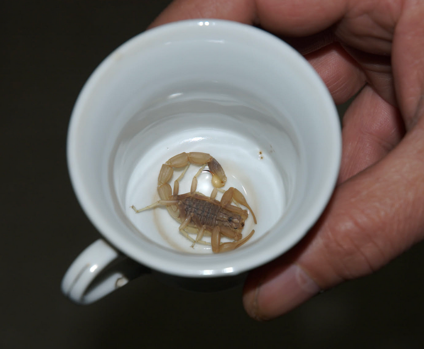 Scorpion in a teacup in Armenia